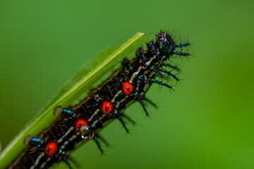 Caterpillar named thorn caterpillar which has a color combination of black and striking red circles