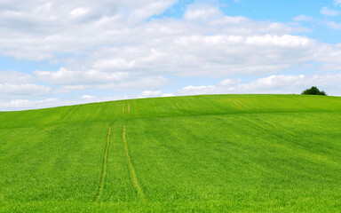 Obraz premium Zielony krajobraz pól, koncepcja zbiorów rolniczych. Ślady opon na polu uprawnym i błękitne, pochmurne niebo. Letnia tapeta z panoramą, łąka, błękitne niebo, chmury. Krajobraz wiejski, tło trawiaste