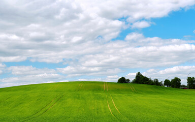 Green field landcape, agriculture harvest concept. Tire marks on farm field and blue cloudy sky. Summer panorama wallpaper, meadow, blue sky, clouds. Countryside landscape, grassland background