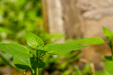 Green grass called chinese violet, leaves and stems are green