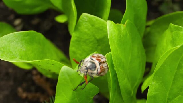 Maybug pest crawls on young green spinach. Cockchafer, Maybug or Doodlebug. Spring beetle in the garden