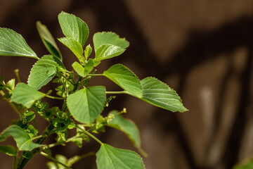 The green grass called indian acalypha, on a sunny day