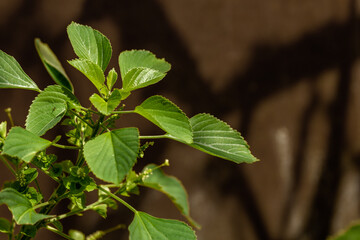 The green grass called indian acalypha, on a sunny day