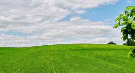 Green field landcape, agriculture harvest concept. Tire marks on farm field and blue cloudy sky. Summer panorama wallpaper, meadow, blue sky, clouds. Countryside landscape, grassland background