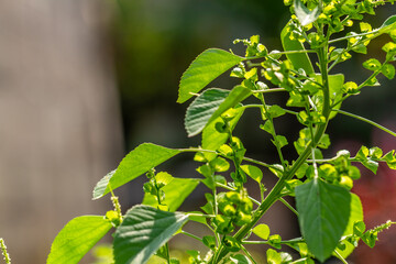The green grass called indian acalypha, on a sunny day