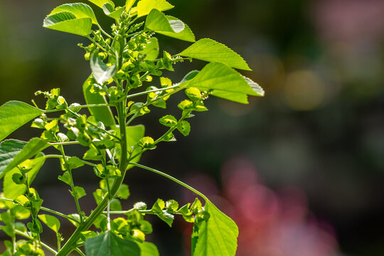 The green grass called indian acalypha, on a sunny day