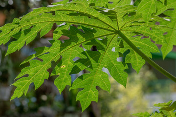 The leaves of the papaya fruit plant are green, can be used for vegetables
