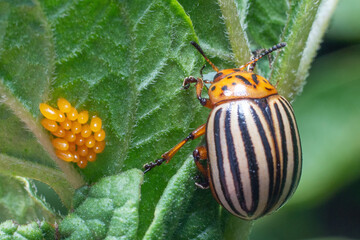 Colorado beetle crawls near yellow eggs on a sheet of potatoes