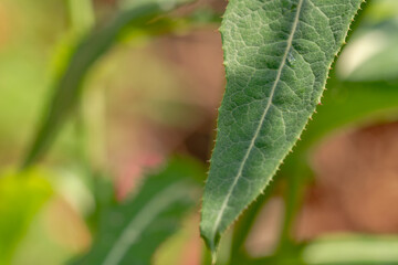 The leaves of a wild grass called Perennial sow thistle, have a rough surface and are green