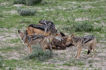 Jackals eating a buffalo carcass in the bush in Namibia

