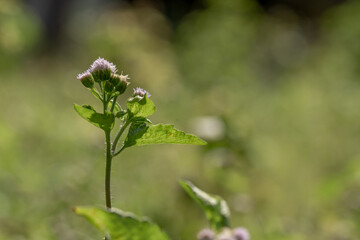 A wild grass called Tropical whiteweed has white fibrous flowers