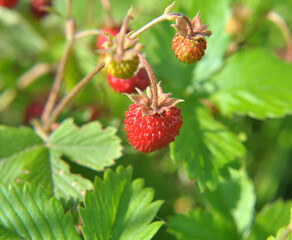Ripe berries of wild strawberry.