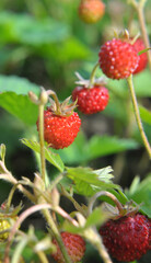 Ripe berries of wild strawberry.
