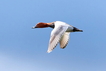 Common pochard male in flight (Aythya ferina). Bird in flight