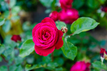 pink rose in garden