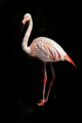 Fotobehang pink flamingo isolate on black © Hristo Shanov
