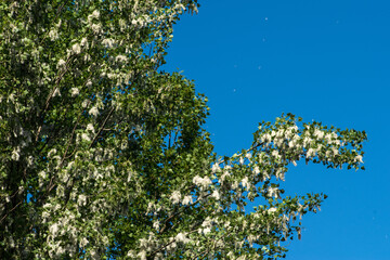 Large lumps of fluff on a female poplar tree. Selective focus.