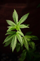 A young cannabis plants on a dark natural background. Selective focus.