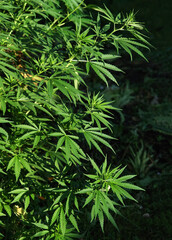 Plantation of cannabis, illuminated by sunlight. Hemp plants on a natural background. Selective focus.