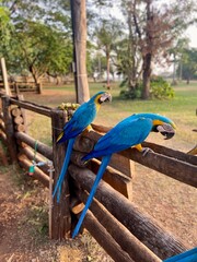 blue and yellow macaw