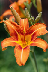 Fototapeta premium Hemerocallis fulva