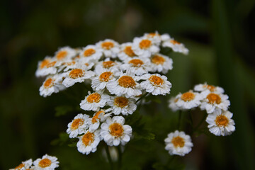 daisies in the garden