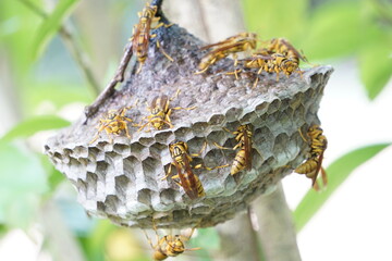 ハチが巣に集まる