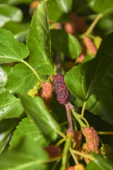 blackberry on the bush