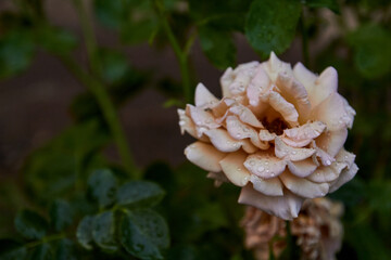 red and white flower