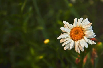 daisy flower