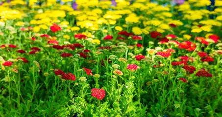 red and yellow flowers