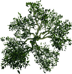Top view of Tree ( Yaca Jackfruit 1) Plant png illustration vector	