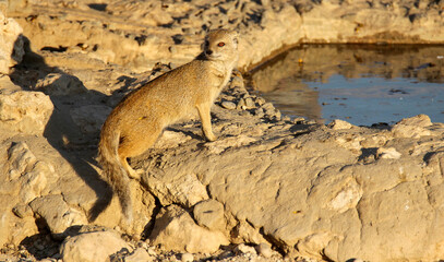 Yellow Mongoose at sunset in the Kgalagadi