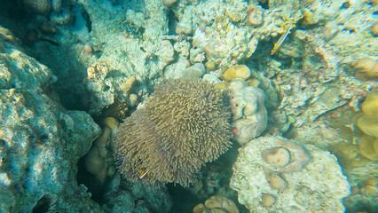 Naklejka na ściany i meble Colorful fish and sea anemone in the beautiful coral reef in Surin island national park, Pang Nga, Thailand