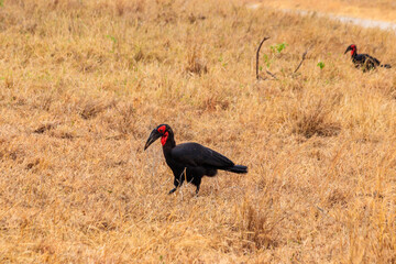 Southern Ground hornbill (Bucorvus leadbeateri) in dry grass in Tarangire national park, Tanzania