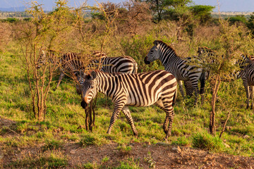 Obraz premium Herd of zebras in savanna in Serengeti national park in Tanzania. Wildlife of Africa