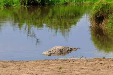 Nile Crocodile (Crocodylus niloticus) in river in Serengeti National Park, Tanzania. Wildlife of Africa