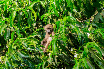 Olive baboon (Papio anubis), also called the Anubis baboon, on a tree in Lake Manyara National Park in Tanzania