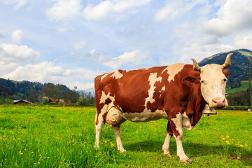 Fototapeta na wymiar Cow grazing on a green alpine meadow in the Swiss Alps, Switzerland