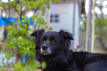 An older dog, black in color sitting on the ground resting.