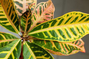 view from above leaves of the croton flower in different colors on a light background. Concept of new life with houseplant Codiaeum variegatum  © Anna
