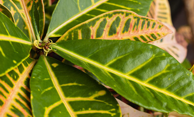 selective focus on new small leaf of the croton flower at home. Concept of new life