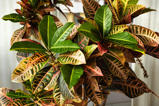 leaves of the croton flower in different colors on a light background of the linen curtains. Houseplant Codiaeum variegatum 