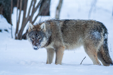 Grey Wolf Canis lupus in winter forest. Looking at camera.