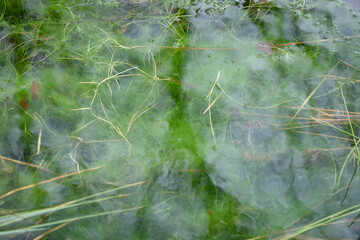 A natural pond on the floor of a temperate rainforest in Argyll and Bute, Scotland. Reflections of the tree canopy, pond weed and other native wild water plants
