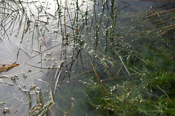 Natural pond on the floor of a temperate rainforest in Argyll and Bute Scotland. Reflections of the tree canopy and sky, with grasses, pond weed and other forest plants 