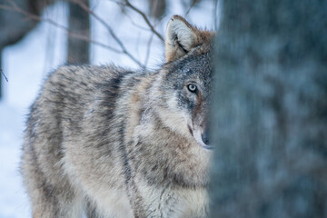 Grey Wolf Canis lupus Between Trees in winter forest. Looking at camera.