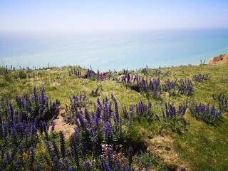 Fototapeta premium field of wild flowers, Eastborne, England, english seaside 