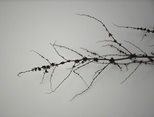 Single stem of dried dock, a British wildflower 