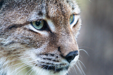 Fototapeta premium Portrait of a Eurasian lynx